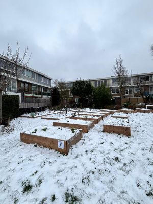moestuin in de sneeuw 4