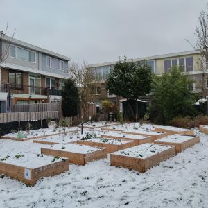 moestuin_in_de_sneeuw_11_jan_2025.jpeg