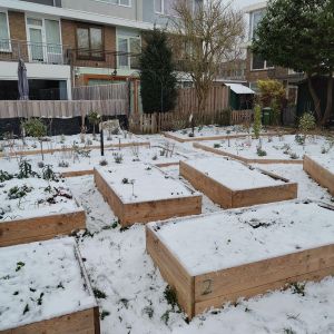 moestuin_in_de_sneeuw_11_jan_2025_2_.jpeg